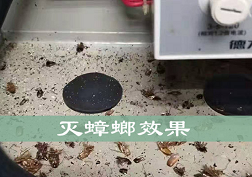 长沙灭蟑螂